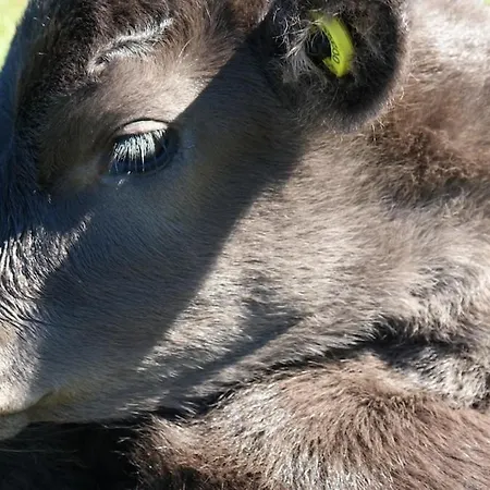 Living On Organic Leisure Farm Çiftlik konaklama Sindal